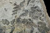 Pennsylvanian Fossil Fern (Neuropteris) Plate - Kentucky #176762-2